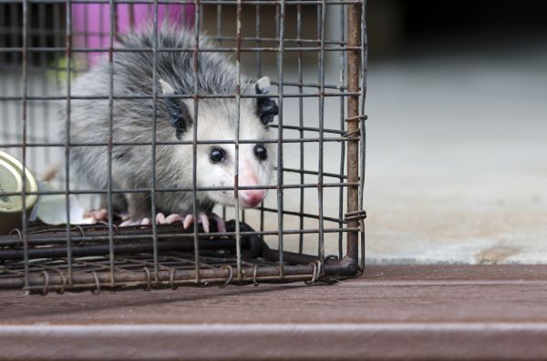 Jupiter Wildlife Removal