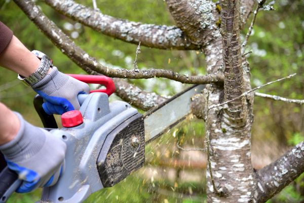 Jupiter Tree Trimming
