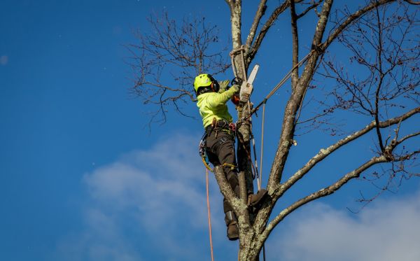 Jupiter Tree Removal