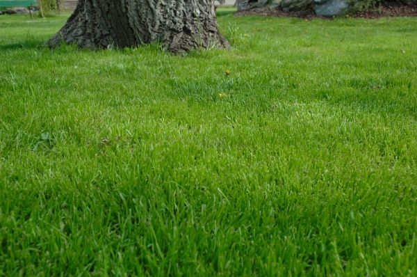 Jupiter Lawn Treatment